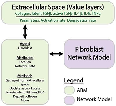 Multiscale Coupling of an Agent-Based Model of Tissue Fibrosis and a Logic-Based Model of Intracellular Signaling